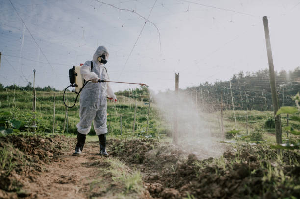 Best Local Pest Control Services  in Roman Forest, TX